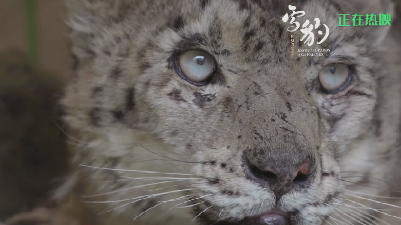 电影《雪豹和她的朋友们》发布“救助老雪豹”正片片段